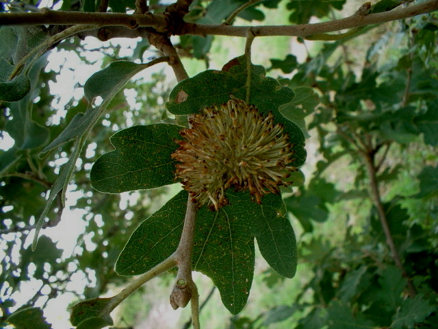 Galle: Pemphigus bursarius e Andricus lucidus